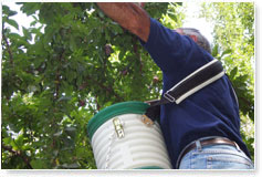 Costa Limay - manzanas