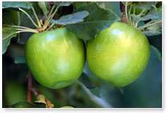 Costa Limay - manzanas